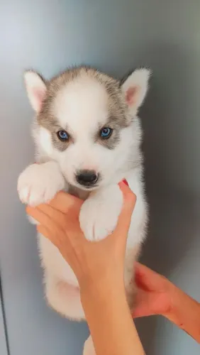 Husky siberiano 