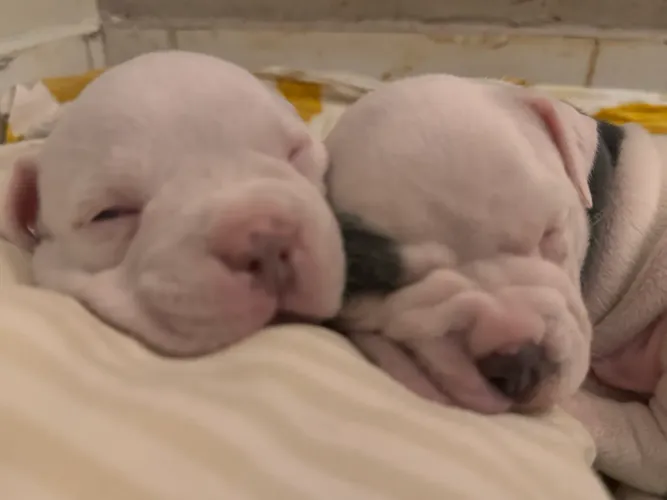 Vendo lindos filhotes de American Bully micro