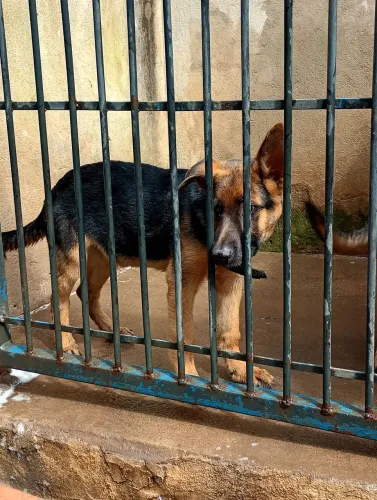 1 Casal de Pitmonster para Venda