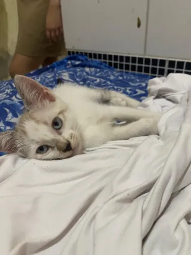 Gato
