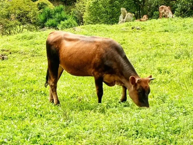 Novilha
