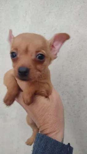 Pinsher menino