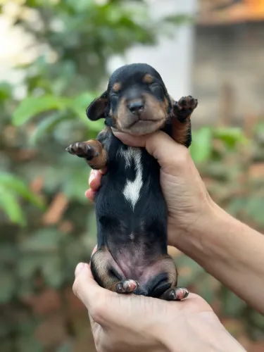 Dachshund/cofap fêmea black e tan