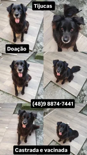 Doação cachorra fêmea castrada