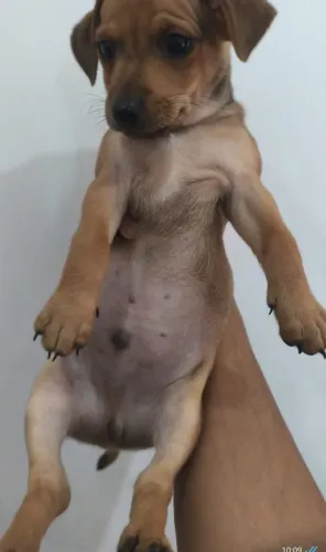 FILHOTE MACHO PINCHER COM SALSICHA 
