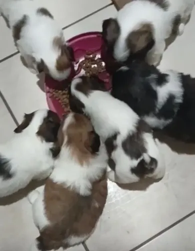 Shih tzu alegre e leal