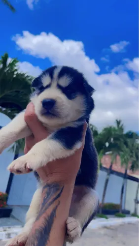 HUSKY SIBERIANO zap ( 81) 9 *