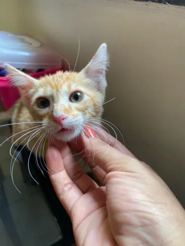 Gatinho