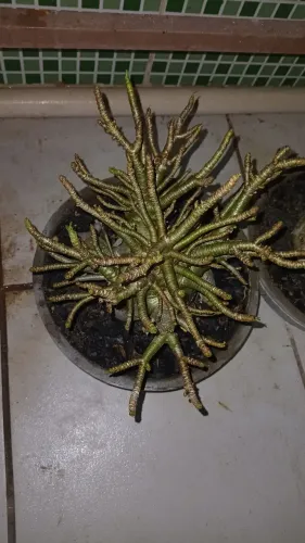 Rosas do deserto arabicum# adenium
