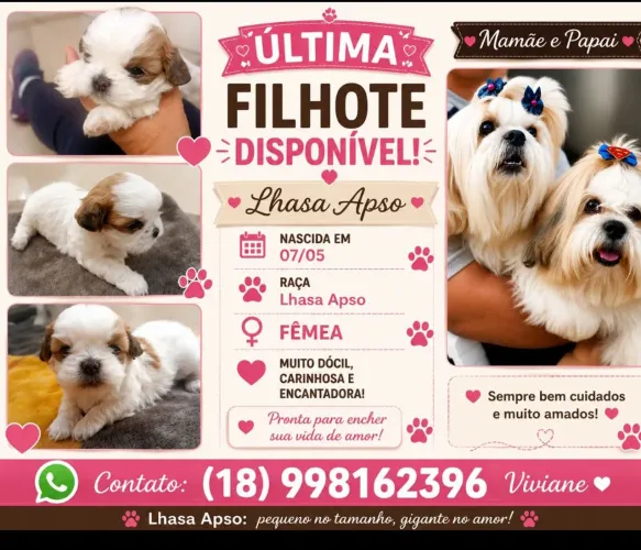 Filhote Lhasa Apso ?