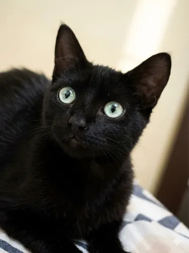 Doa um gatinho macho porte médio