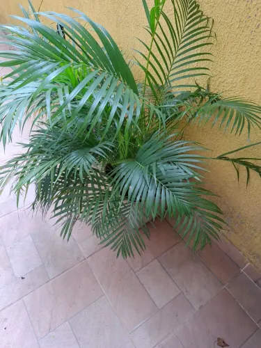 Vendo