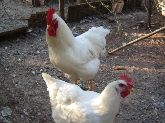 Vendo um casal de galinhas poedeiras de ovos azuis