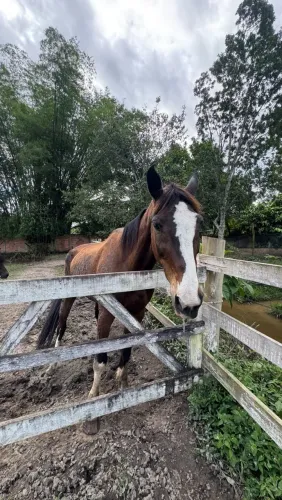 Vendo cavalo registrado BH