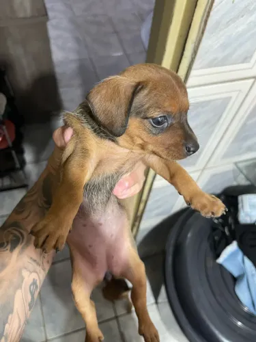 Pinscher fêmea