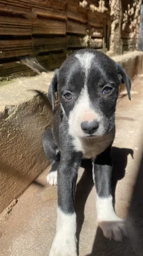 Doação de cachorro 
