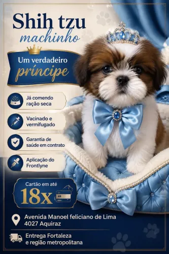 Shih tzu macho e fêmea em até 18x
