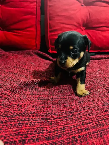 Cachorro filhote pra vender pinscher 45 dias de vida já vai vacinado e verme refugado