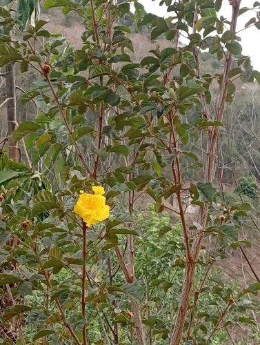 Chacara em Melgaço Domingos Martins