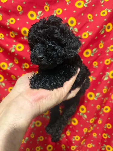Poodle - filhote- fêmea e macho