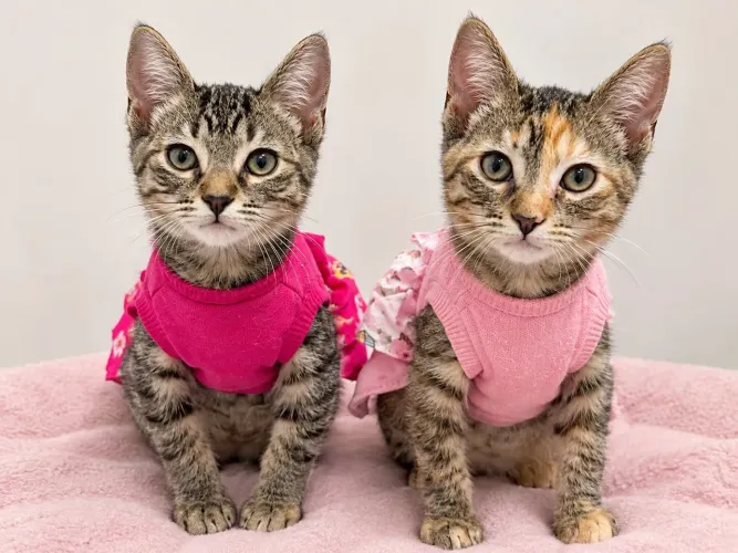 Gatinhas 3 meses para adoção.