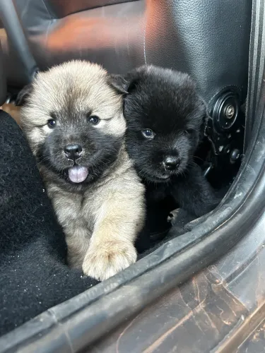 Chow chow fêmea 