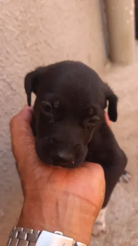Cachorros para adoção RESPONSÁVEL 