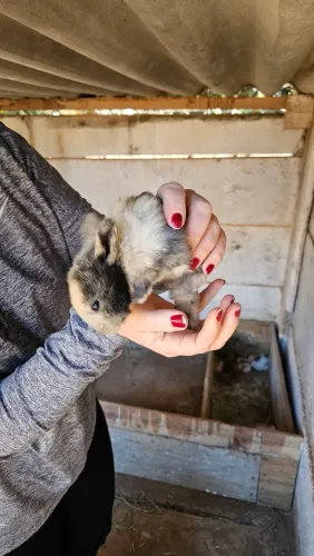 Coelho pet