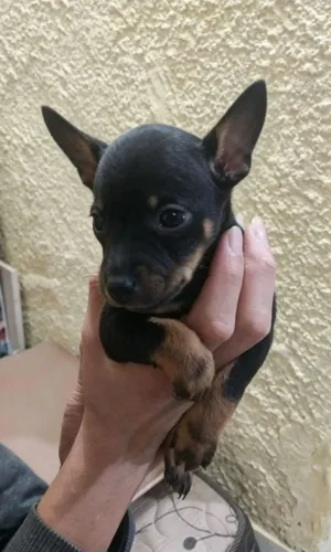 Pinscher machinho preto com canela
