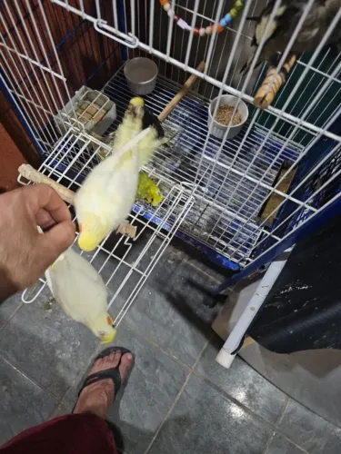 Pets