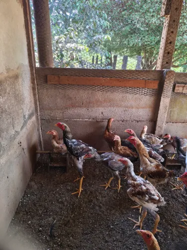 Frango índio gigante