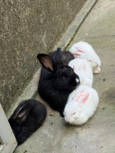 Venda de coelhos