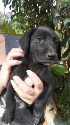 ADOÇÃO cachorrinha femea