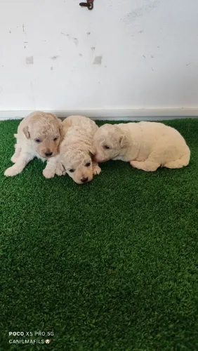 Filhotes de Poodle para companhia