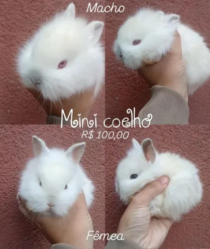 Mini coelho
