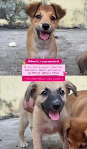 Cachorrinhos pra adoção.