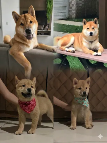 Lindos filhotes de Chow Chow com Shiba Inu