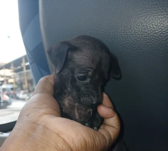Pinscher zero femea
