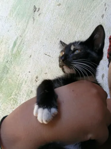 Gatinha femea pretinha tricolor 2 meses de vida