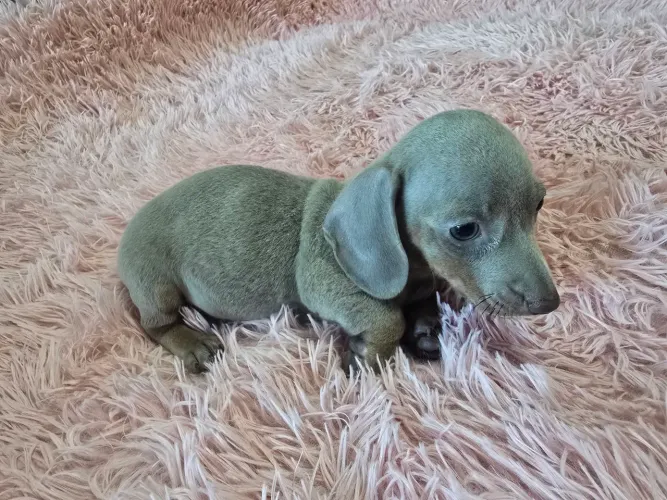 Fêmea daschund kaneich Isabella