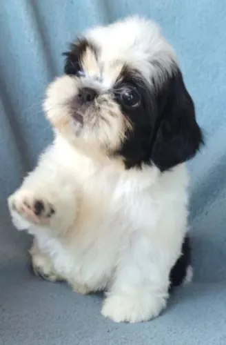 Mini shitzu femea branca e preta 