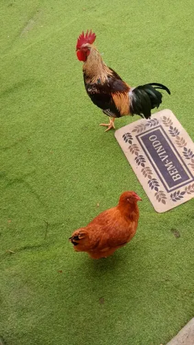 Galinha e galo 200$ os dois