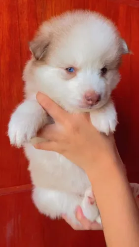 Husky Siberiano - Filhote com amor garantido