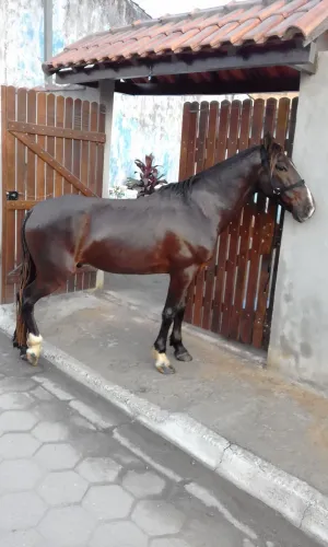 CAVALO MARCHADOR