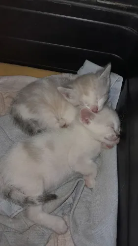Gatinhos 