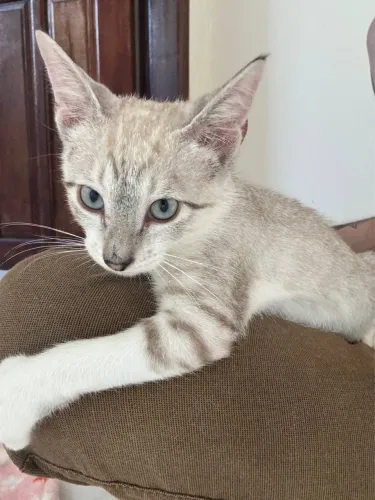 Doando gatinha 