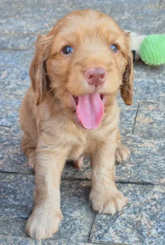 Cocker Spaniel Inglês