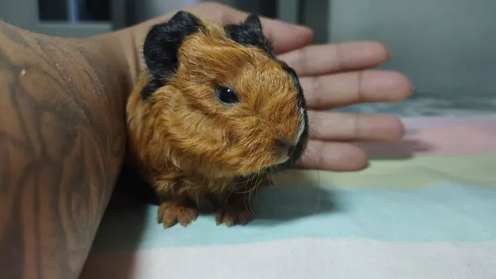Porquinho da índia