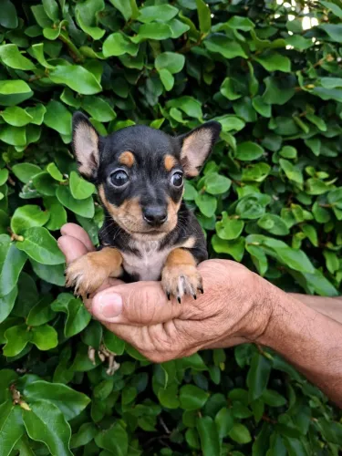 Pinscher filhotes