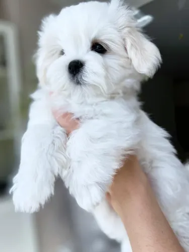 Maltês Um cachorrinho assim não se encontra todo dia